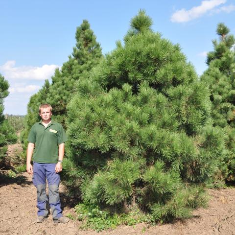 Pinus nigra ssp.nigra